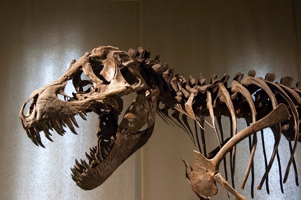 Tyrannosaurus Rex skeleton ostern